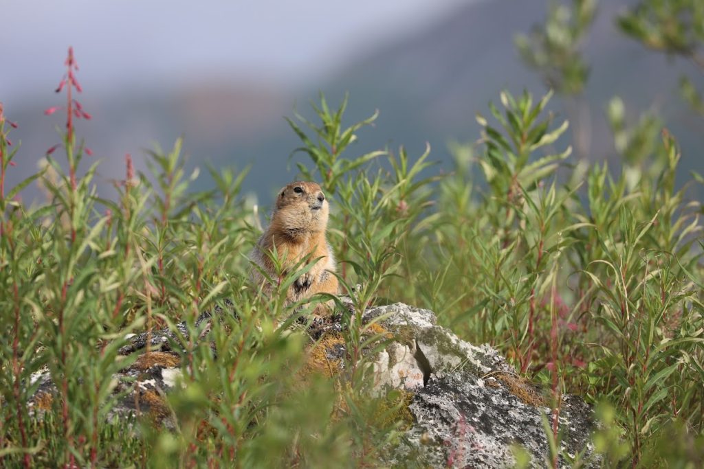 Yukon Wildlife